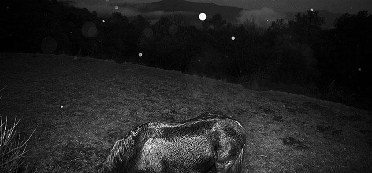 Carla Sagulo habla de un poema de Jos Watanabe