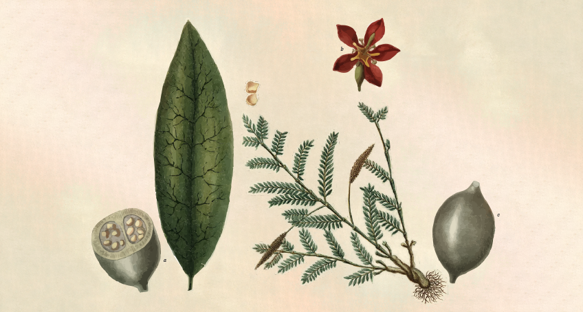 En bsqueda de las especias