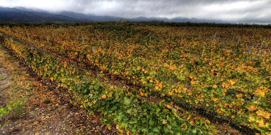 Paisajes culturales de la via y el vino