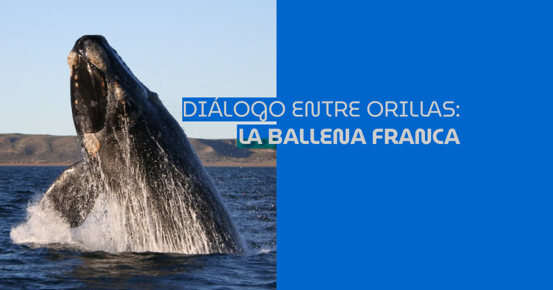 Fotografía de una ballena franca austral