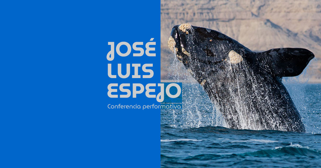 Fotografía de una ballena franca austral